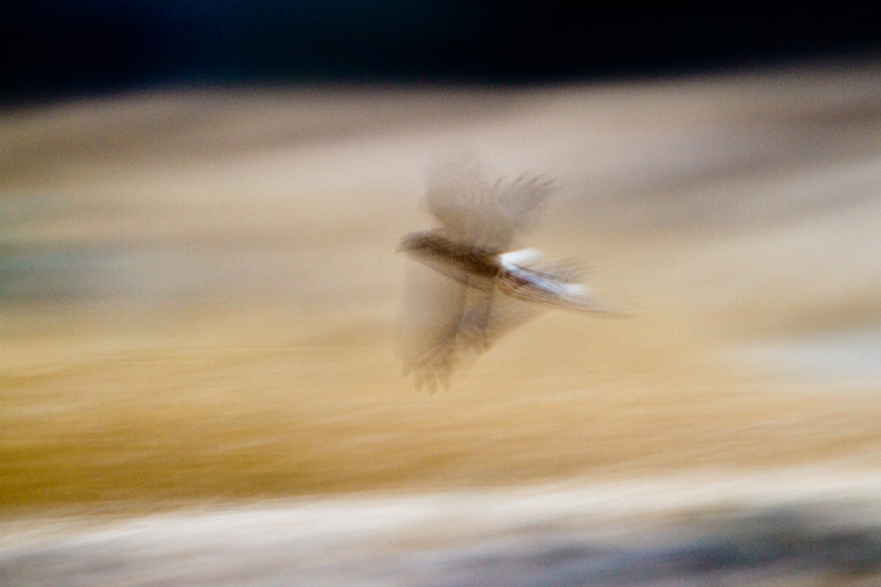 Northern Harrier In Flight Before Dawn